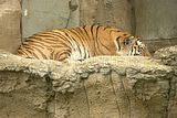 leipzig zoo-01_07_2011_zoo_allgemein_191